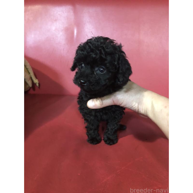 販売中の兵庫県のトイプードル-431956の5枚目