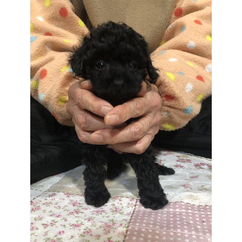 販売中の兵庫県のトイプードル-431956の3枚目