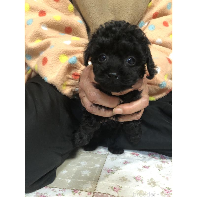 販売中の兵庫県のトイプードル-431956の2枚目