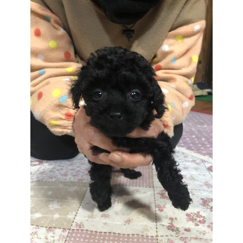 販売中の兵庫県のトイプードル-431956