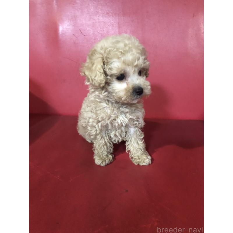 販売中の兵庫県のトイプードル-431957の9枚目