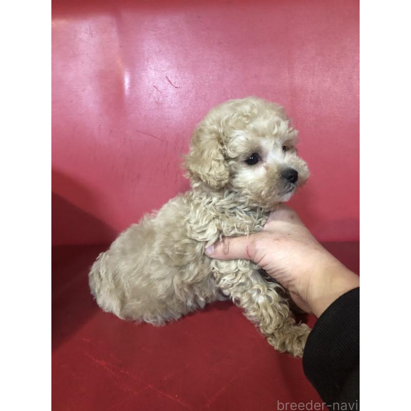 販売中の兵庫県のトイプードル-431957の8枚目