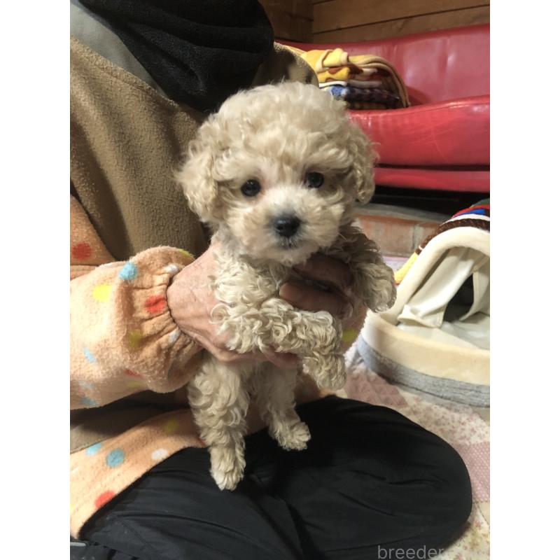 販売中の兵庫県のトイプードル-431957の6枚目