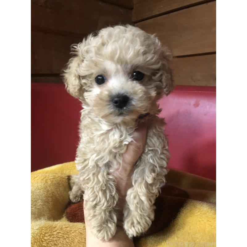 販売中の兵庫県のトイプードル-431957の5枚目