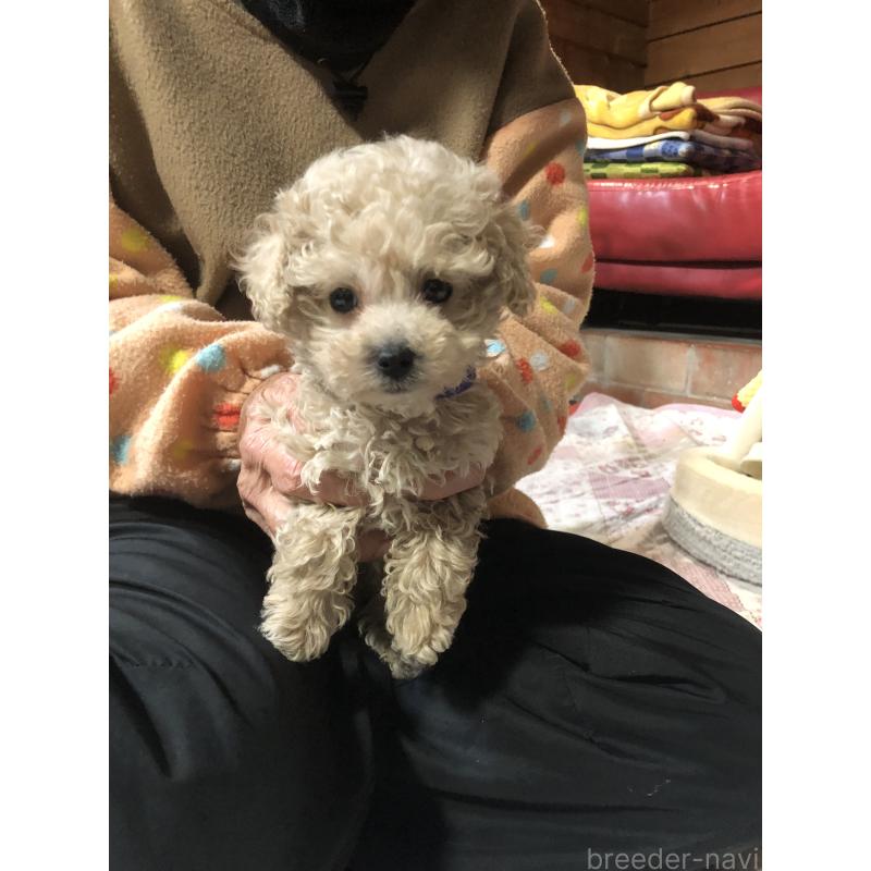 販売中の兵庫県のトイプードル-431957の4枚目