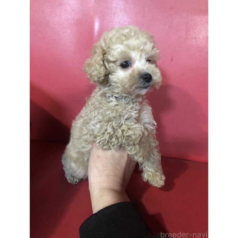 販売中の兵庫県のトイプードル-431957の3枚目