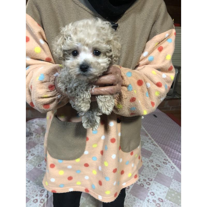 販売中の兵庫県のトイプードル-431957の2枚目