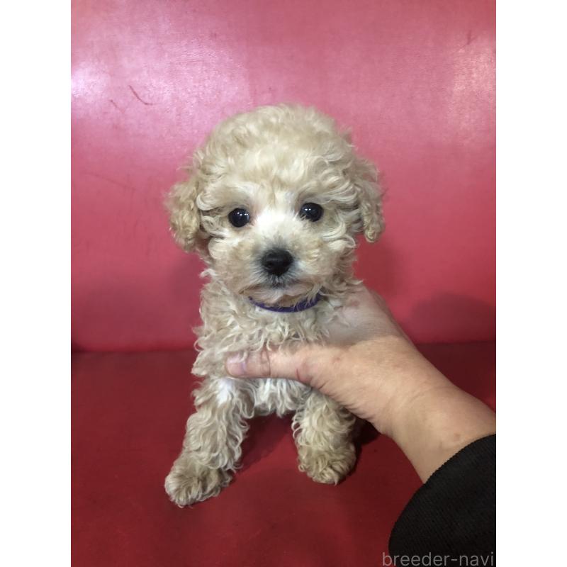 販売中の兵庫県のトイプードル-431957