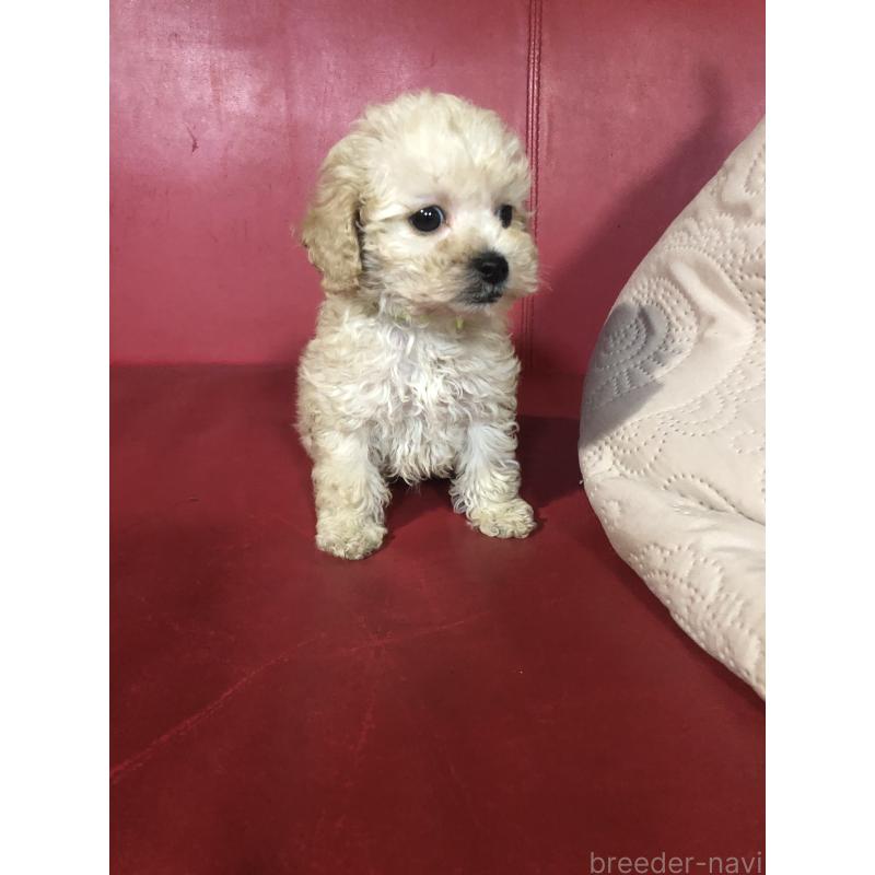 販売中の兵庫県のトイプードル-431958の9枚目