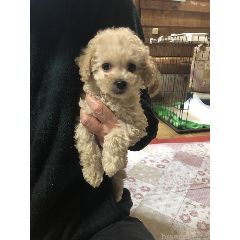 販売中の兵庫県のトイプードル-431958の7枚目
