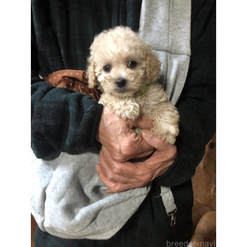 販売中の兵庫県のトイプードル-431958の6枚目