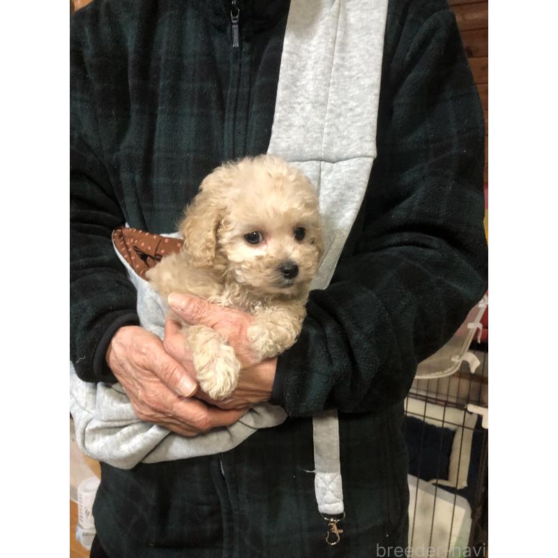 販売中の兵庫県のトイプードル-431958の5枚目