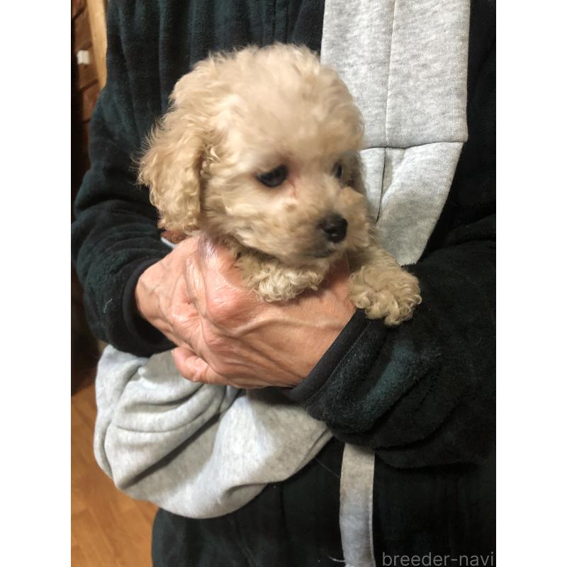 販売中の兵庫県のトイプードル-431958の4枚目