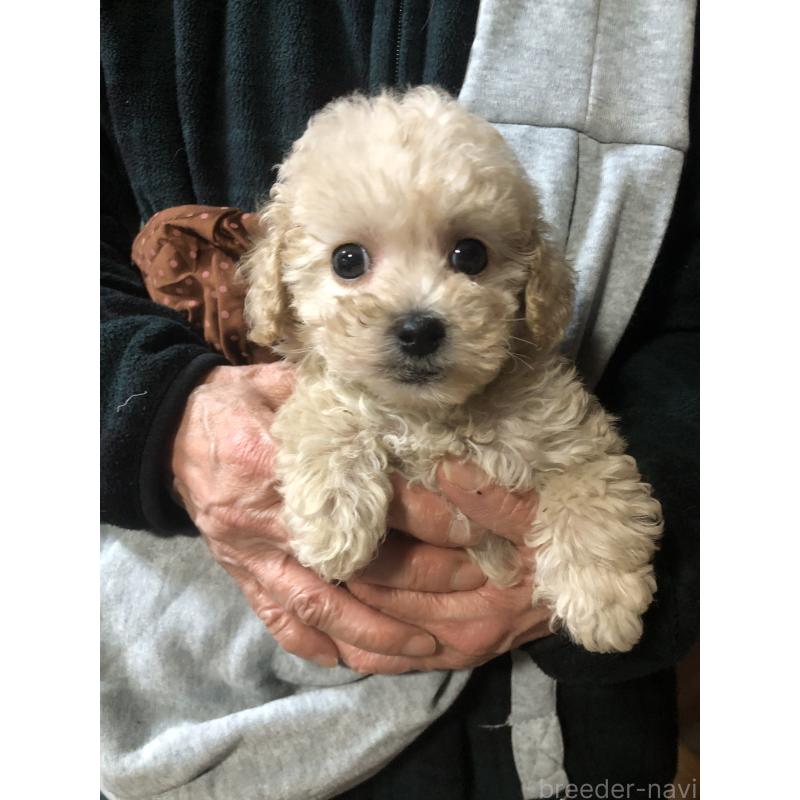 販売中の兵庫県のトイプードル-431958の3枚目