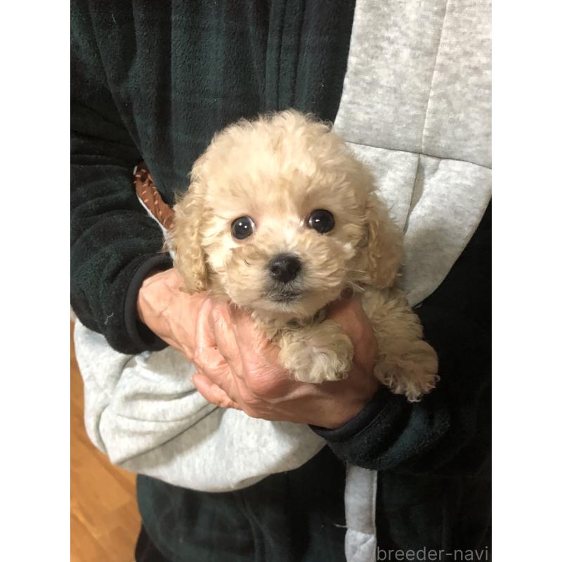 販売中の兵庫県のトイプードル-431958
