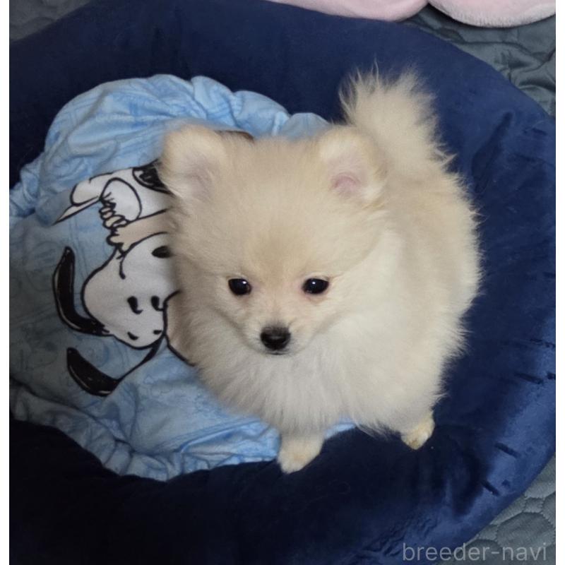 販売中の福岡県のポメラニアン-421060の6枚目