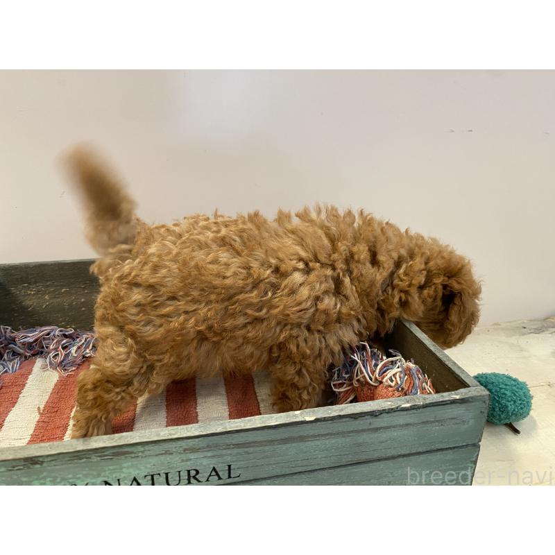 成約済の沖縄県のマルプー:マルチーズ×トイプードル-426944の3枚目