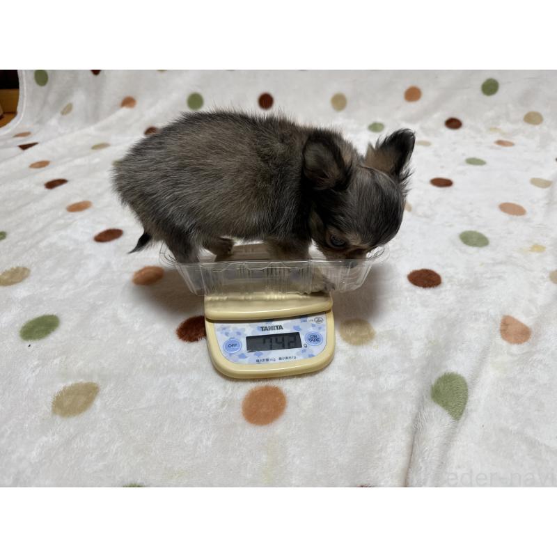 販売中の岐阜県のチワワ(ロングコート)-424953の3枚目