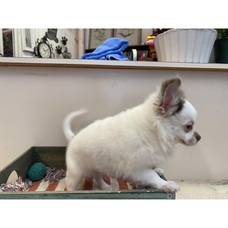 商談中の沖縄県のチワワ(ロングコート)-416855の3枚目