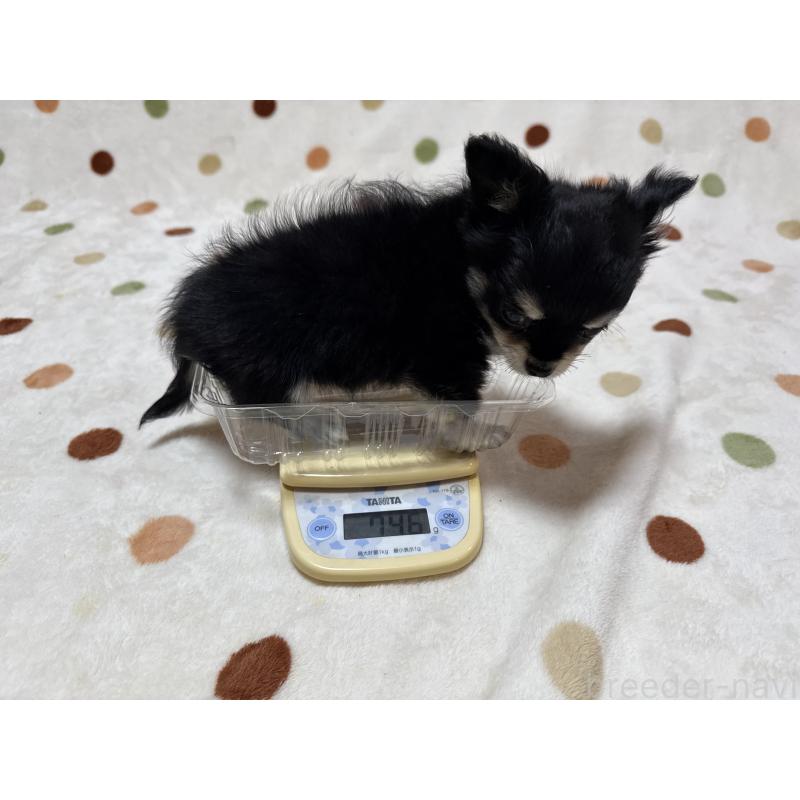 販売中の岐阜県のチワワ(ロングコート)-424951の2枚目