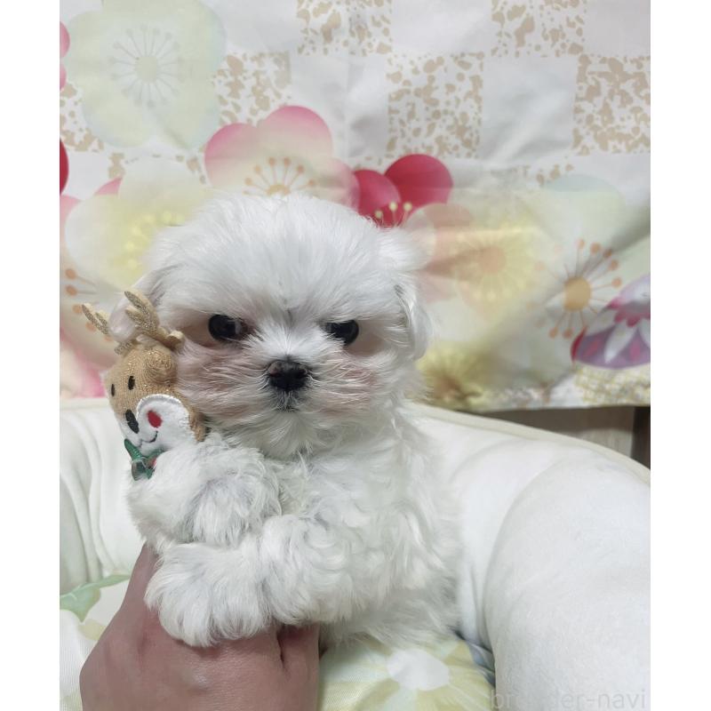 販売中の大阪府のマルチーズ-431963の4枚目