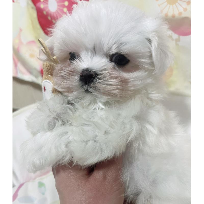 販売中の大阪府のマルチーズ-431963の3枚目