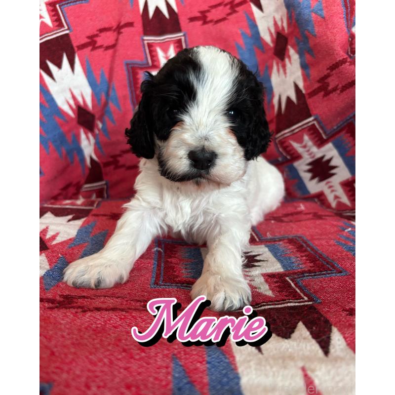 販売中の茨城県のコッカプー:アメリカンコッカースパニエル×トイプードル-431964の1枚目