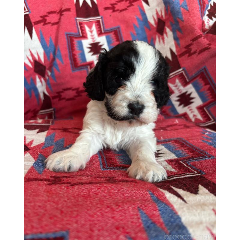 販売中の茨城県のコッカプー:アメリカンコッカースパニエル×トイプードル-431964の3枚目