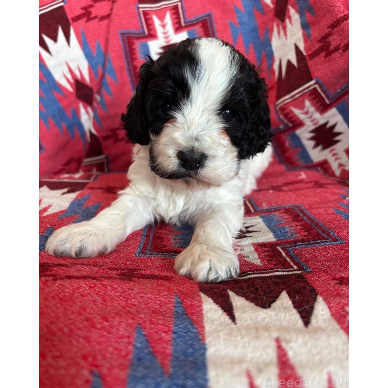 販売中の茨城県のコッカプー:アメリカンコッカースパニエル×トイプードル-431964の2枚目