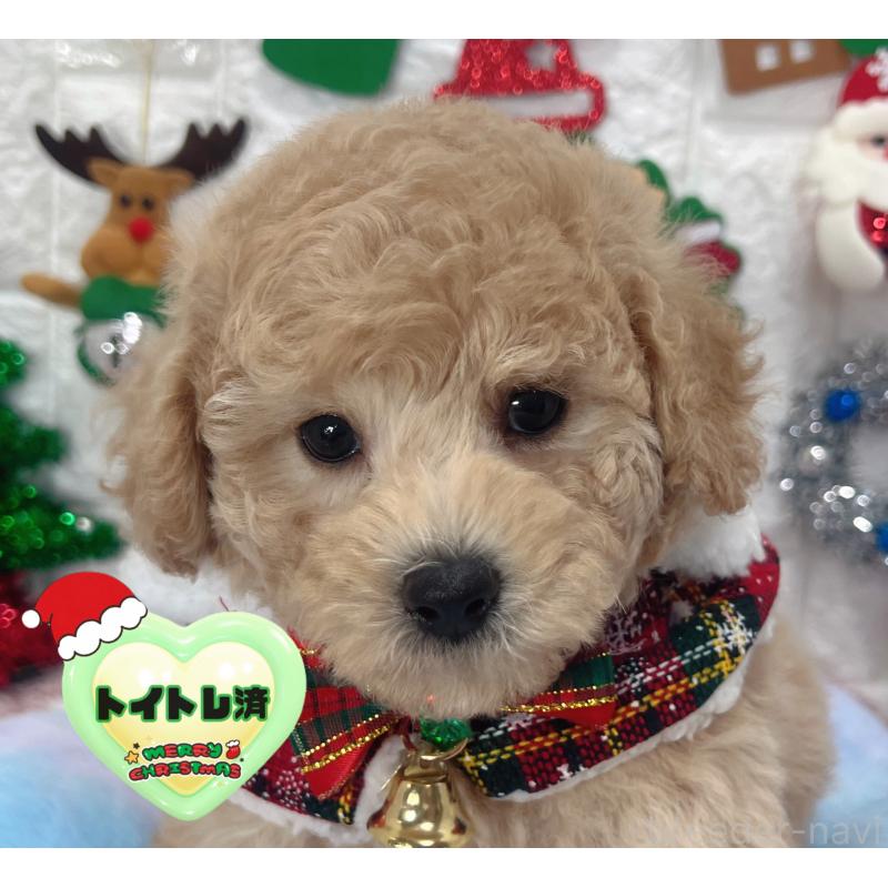 販売中の茨城県のビションプー:ビションフリーゼ×トイプードル-428282