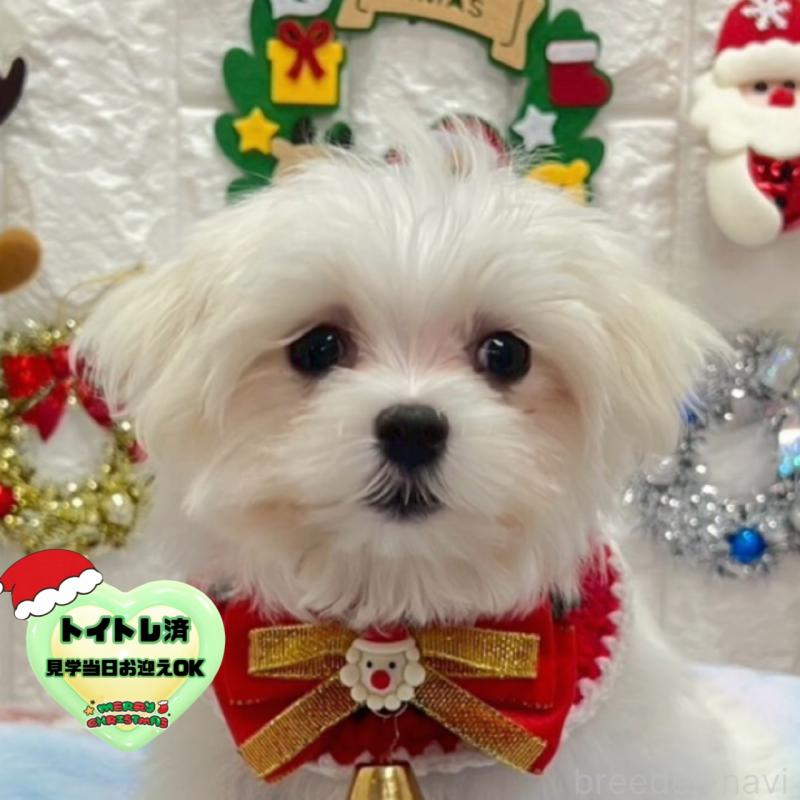 販売中の茨城県のマルチーズ-428303