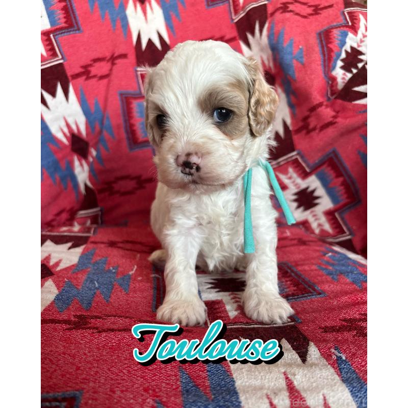 販売中の茨城県のコッカプー:アメリカンコッカースパニエル×トイプードル-431965