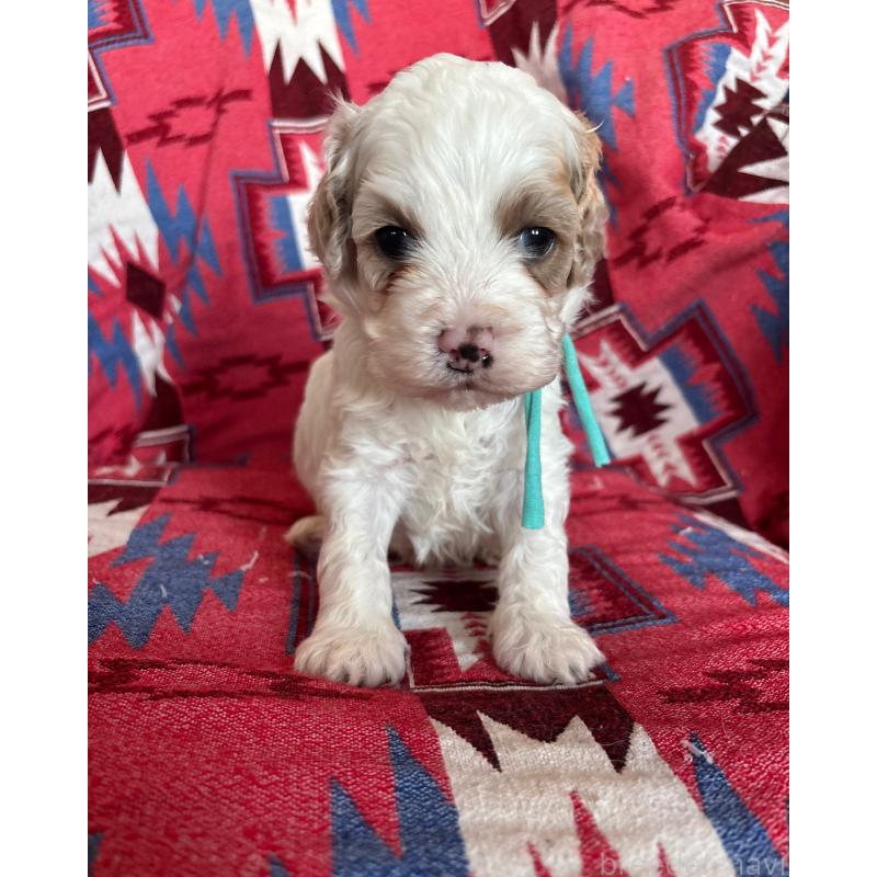 販売中の茨城県のコッカプー:アメリカンコッカースパニエル×トイプードル-431965の3枚目