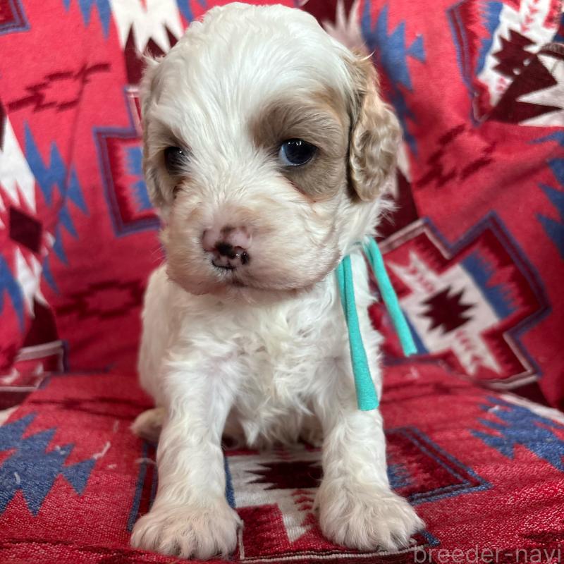 販売中の茨城県のコッカプー:アメリカンコッカースパニエル×トイプードル-431965の2枚目