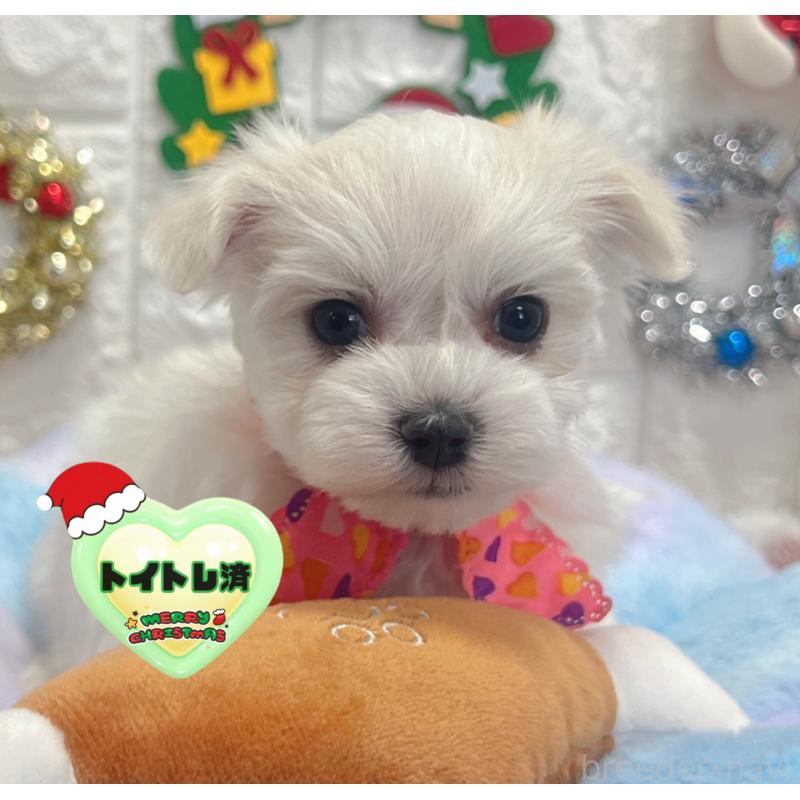 販売中の茨城県のマルチーズ-428293