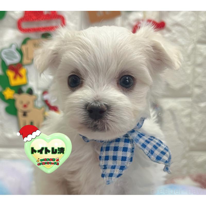販売中の茨城県のマルチーズ-428290