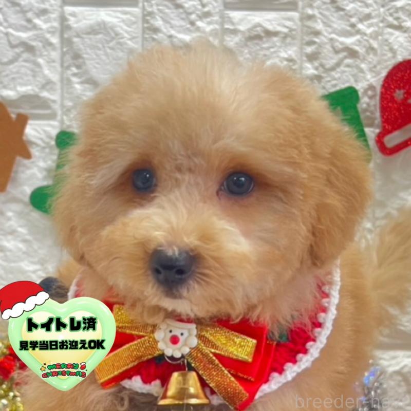 販売中の茨城県のビションプー:ビションフリーゼ×トイプードル-428284