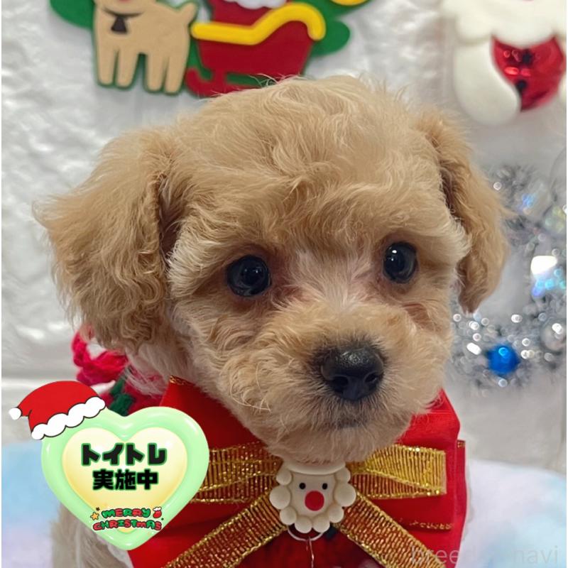 販売中の茨城県のビションプー:ビションフリーゼ×トイプードル-428277