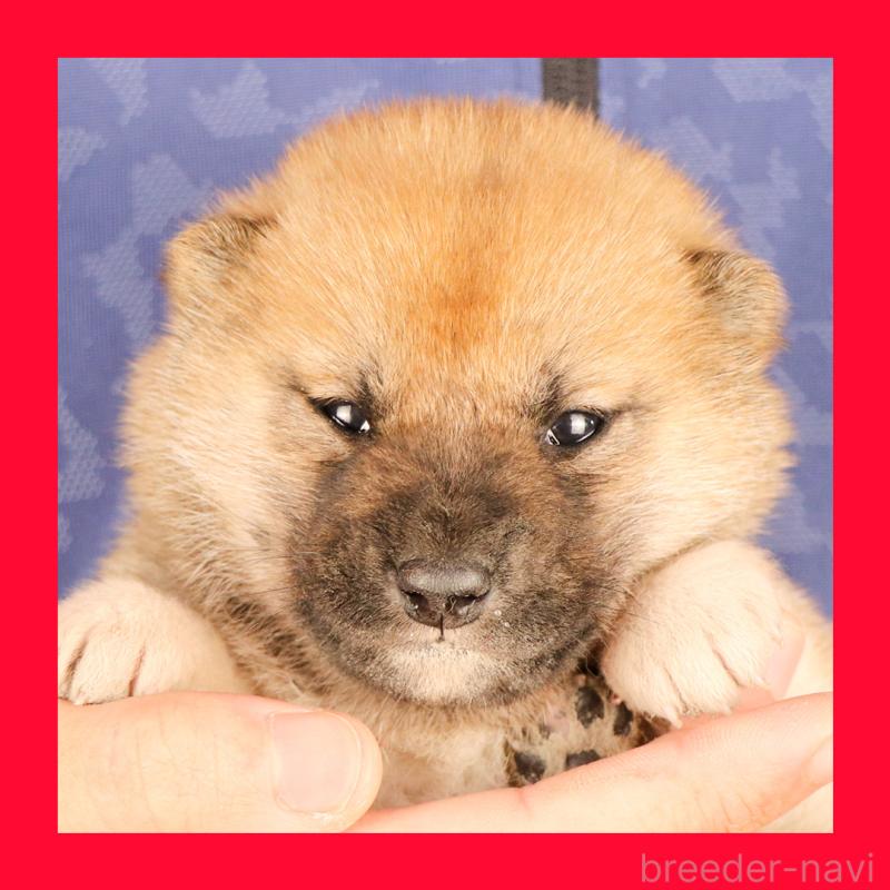 赤柴（赤の柴犬）の子犬を探す（4ページ目）｜ブリーダーナビ