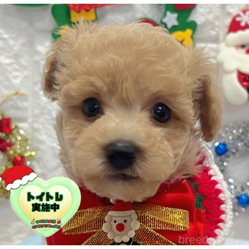 販売中の茨城県のビションプー:ビションフリーゼ×トイプードル-428275