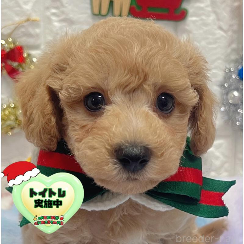 販売中の茨城県のビションプー:ビションフリーゼ×トイプードル-428272