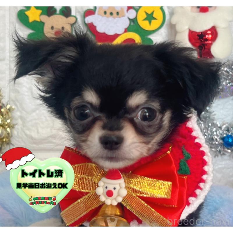 販売中の茨城県のチワワ(ロングコート)-418751