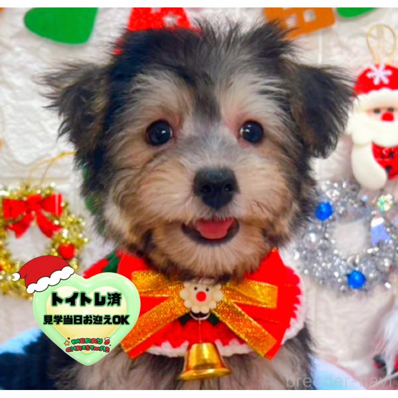 販売中の茨城県のミックス犬-418747