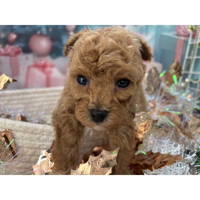 販売中の栃木県のタイニープードル-431966の1枚目