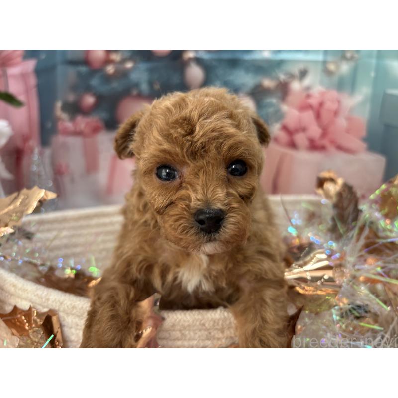 販売中の栃木県のタイニープードル-431966の7枚目