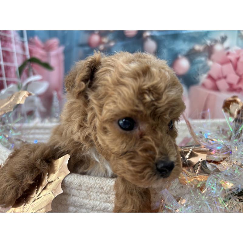 販売中の栃木県のタイニープードル-431966の6枚目