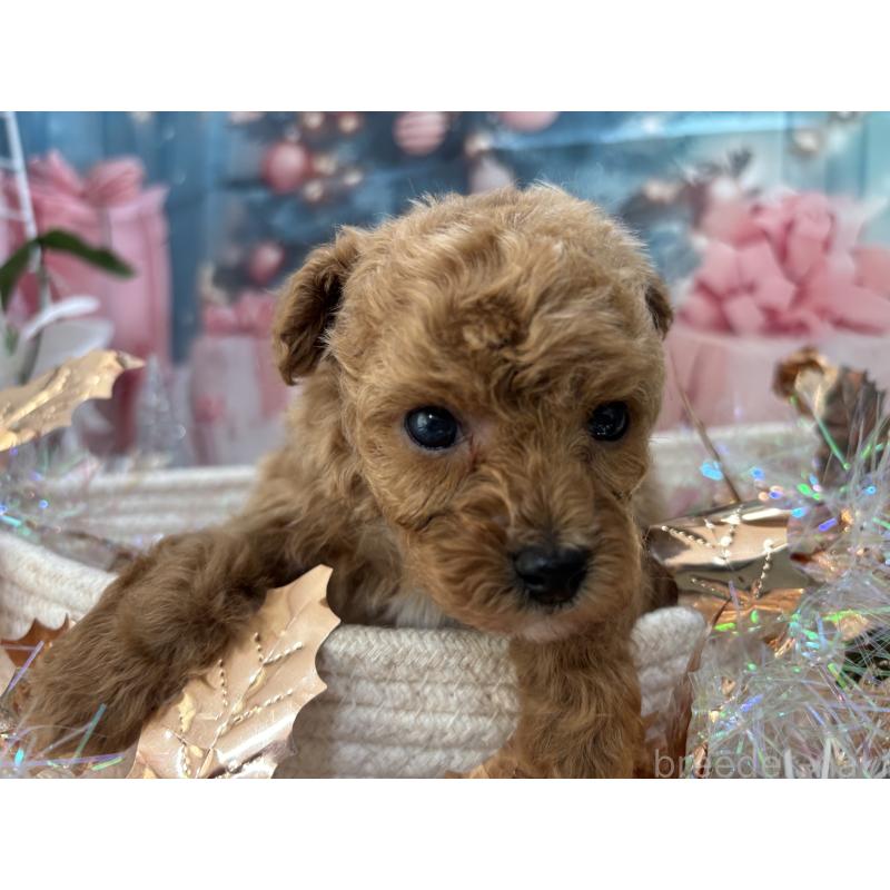 販売中の栃木県のタイニープードル-431966の5枚目