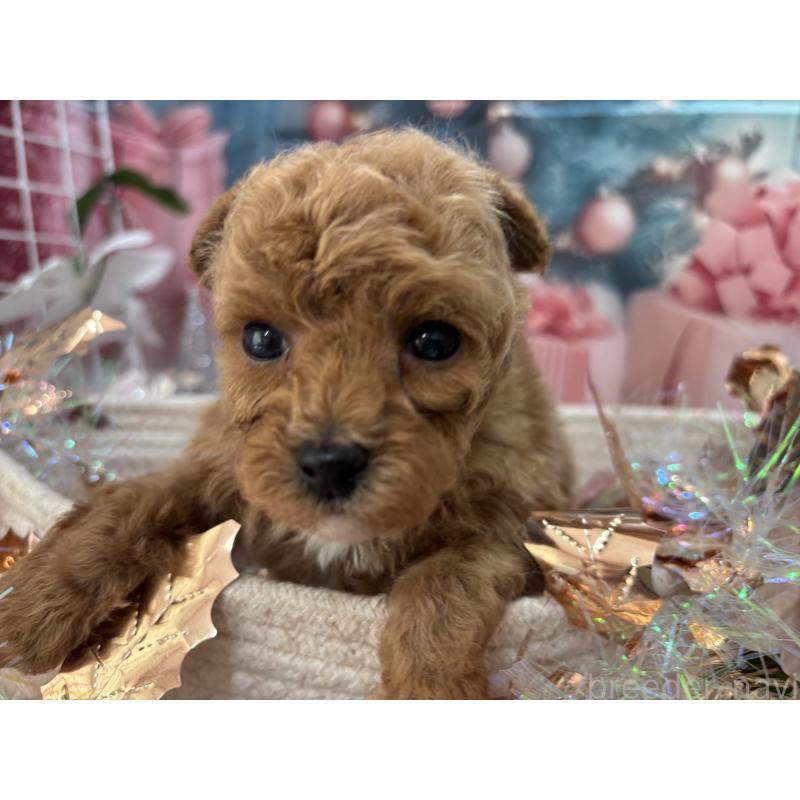 販売中の栃木県のタイニープードル-431966の4枚目