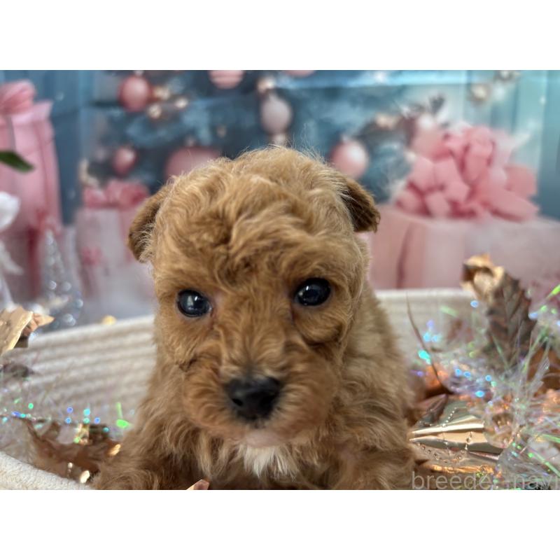 販売中の栃木県のタイニープードル-431966の3枚目