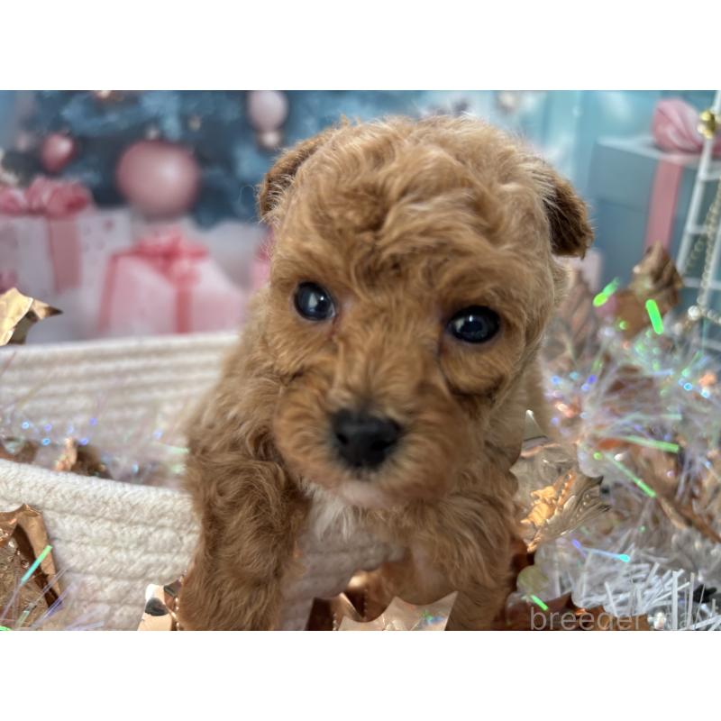 販売中の栃木県のタイニープードル-431966の2枚目